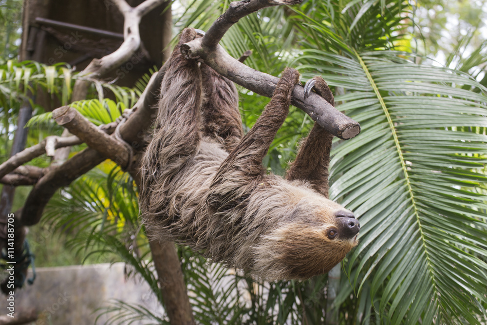 Fototapeta premium Young Hoffmann's two-toed sloth