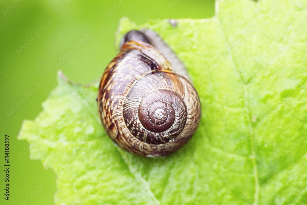 grape snail grape snail