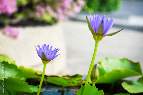 Fototapeta Naklejka Na Ścianę i Meble -  Violet water lilly from the side view under strong sunlight