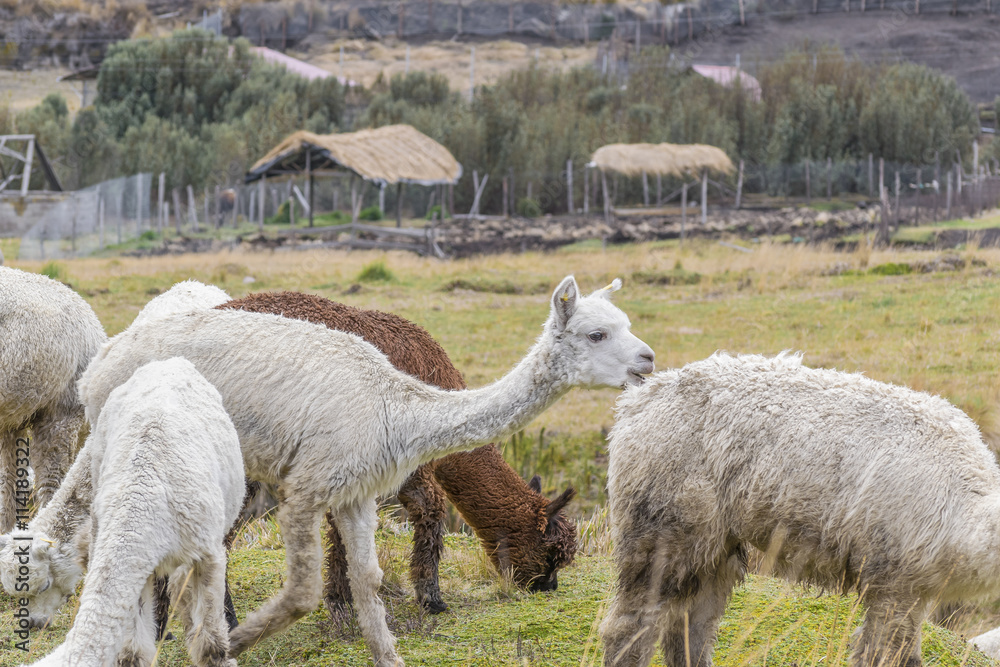 Fototapeta premium Andes Farm Animals Eating Pasture