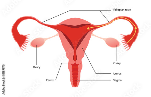 Female Reproductive System Simple Diagram on white Background