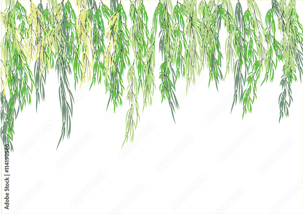 Vettoriale Stock Willow tree branch,weeping tree for object or