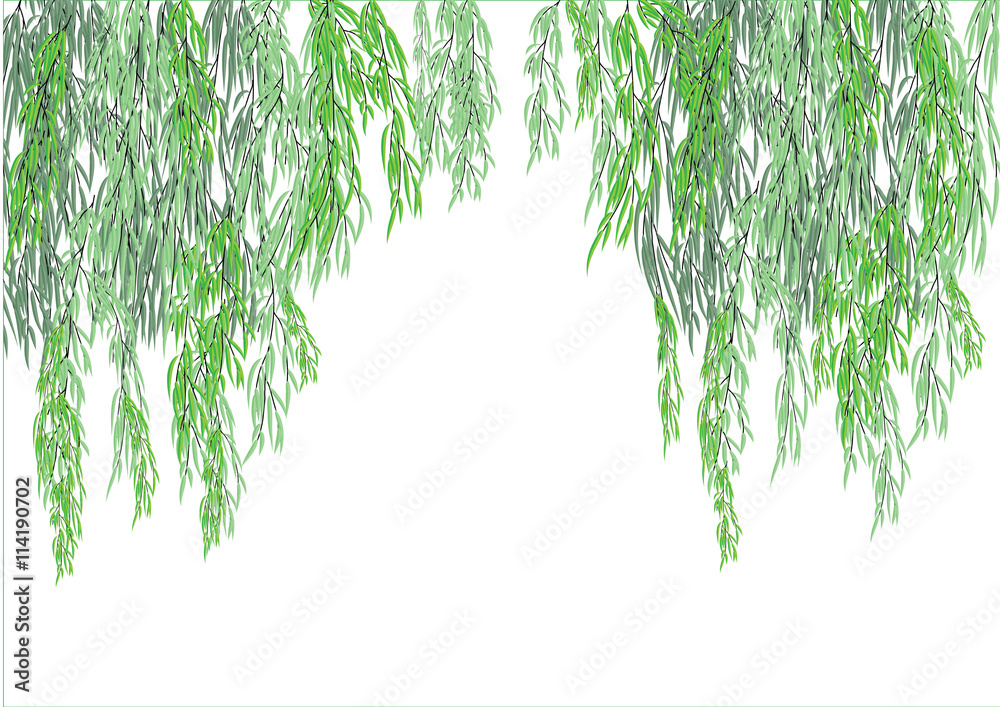 Willow tree branch for background frame Stock Vector | Adobe Stock