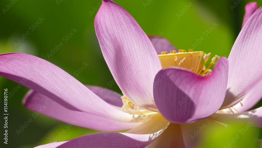 pink lotus at the moring with nice background color