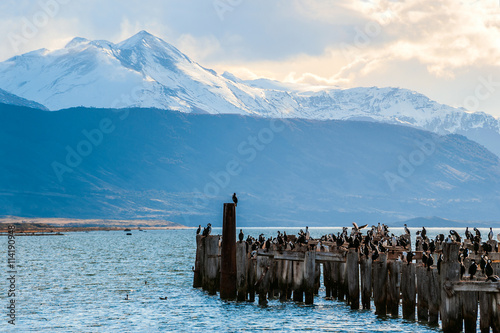 King Cormorant colony, Old Dock, Puerto Natales, Chile