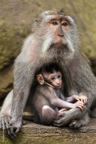 Love care maternity concept. Small baby with mother rhesus macaque monkeys