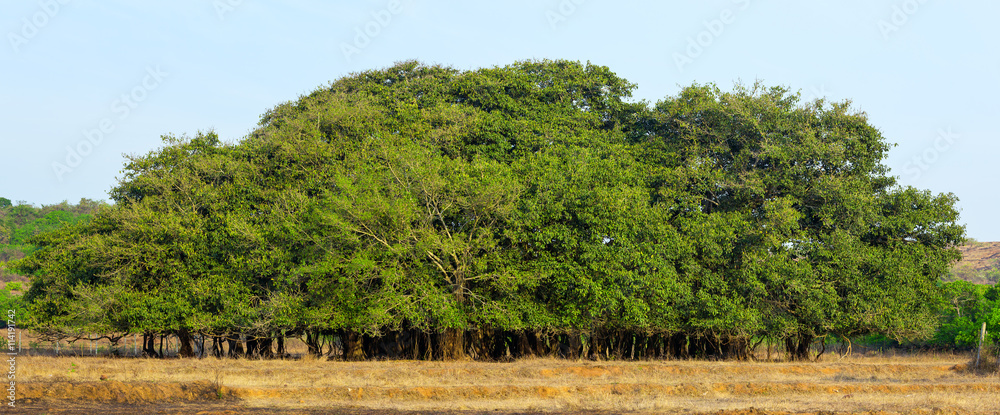 Tree of Life, Amazing Banyan Tree in morning sunlight.
