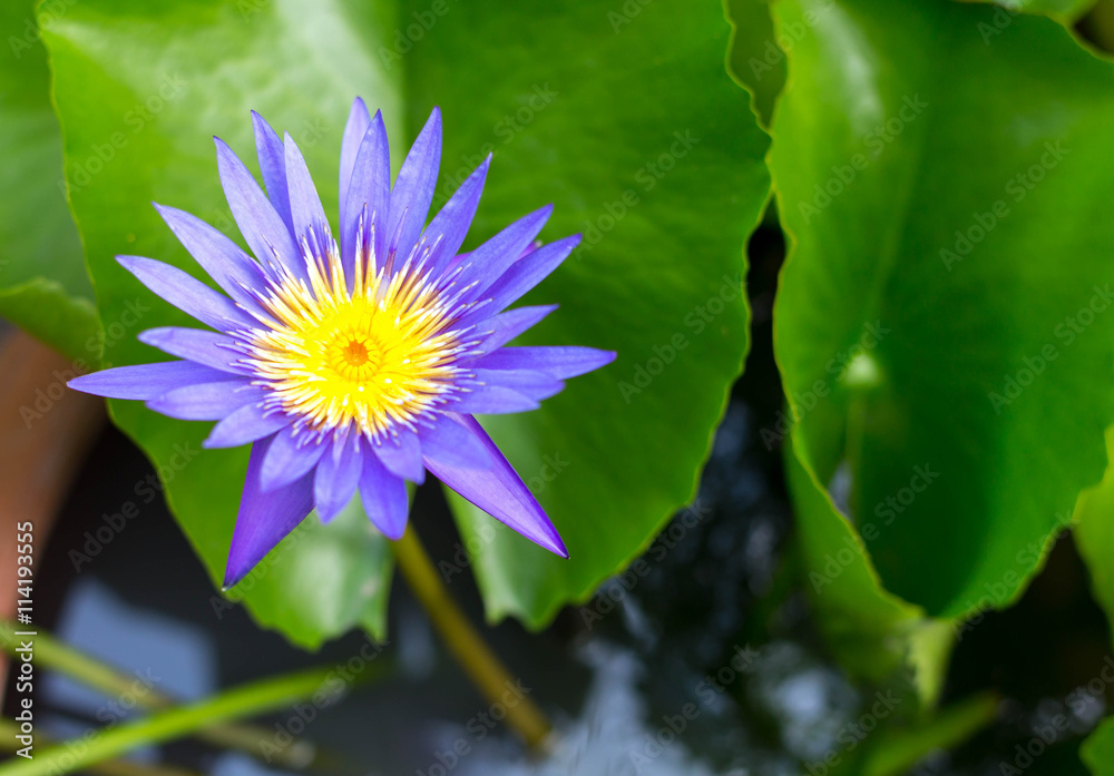 Beautiful water Lotus or lily with green leaf blooming Beautiful water Lotus or lily with green leaf blooming