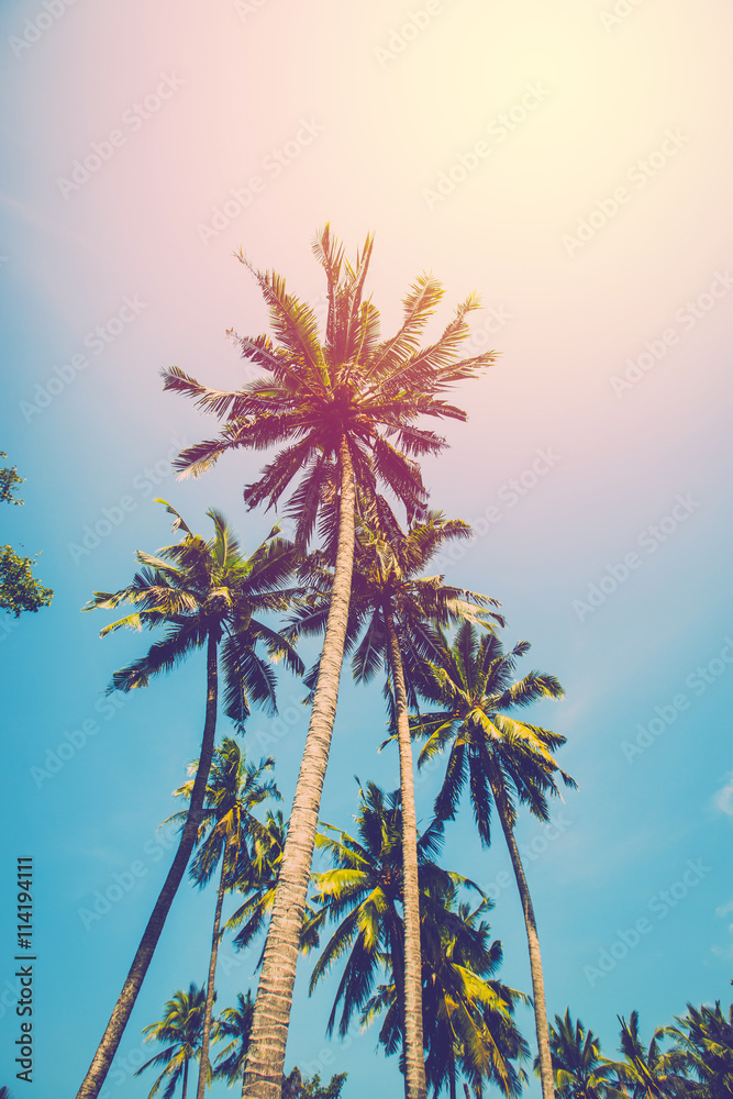 Tropical coconut tree. Vintage filter