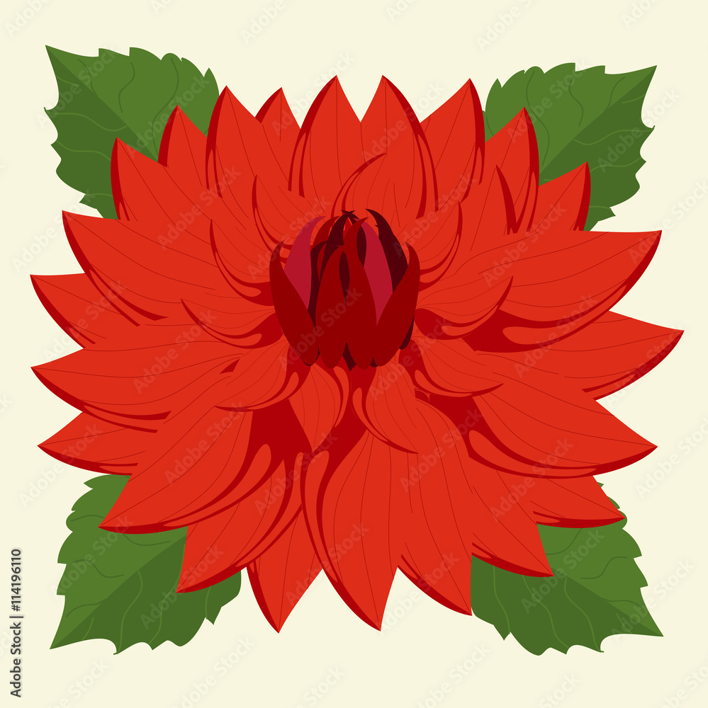 красный георгин на белом фоне Stock Vector | Adobe Stock