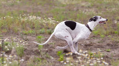 Coursing. Whippet dog running in the field