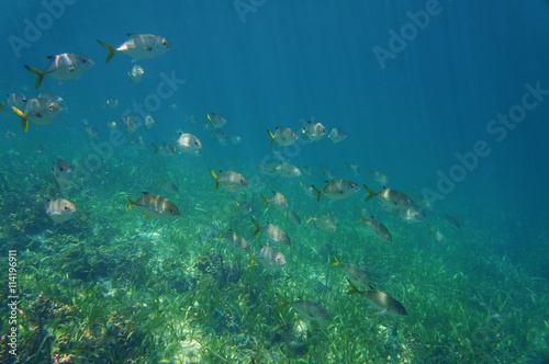 A school of fish horse-eye jack  Caranx latus  above a grassy seabed  Caribbean sea  Central America  Panama
