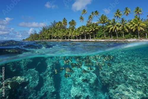 Above and below water surface, tropical shore with coconut trees and the reef with a shoal of fish underwater, Huahine island, Pacific ocean, French Polynesia