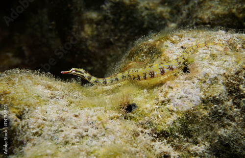 A network pipefish, Corythoichthys flavofasciatus, underwater in the lagoon of Huahine island, Pacific ocean, French Polynesia photo