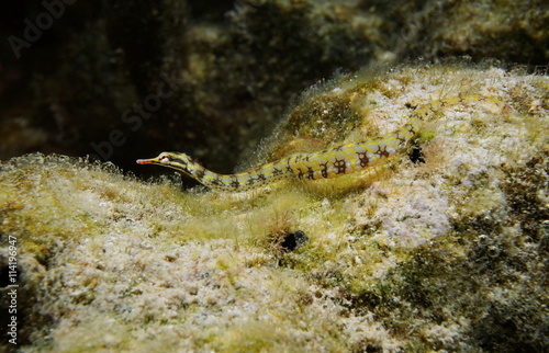 A network pipefish, Corythoichthys flavofasciatus, underwater in the lagoon of Huahine island, Pacific ocean, French Polynesia