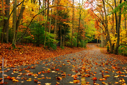 Autumn landscape with bright colorful orange and red trees and l