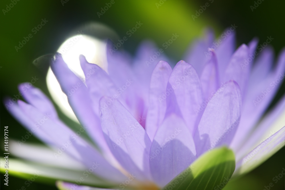 abstract of blooming lotus flower