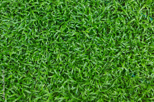 green grass turf © sutichak