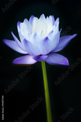 blooming lotus flower with black background.