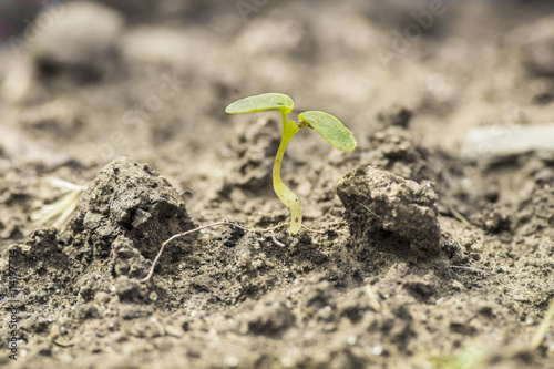 seed germination growth into forest 