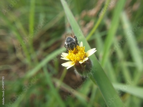 Bee swarming grass flower © jedsadabodin