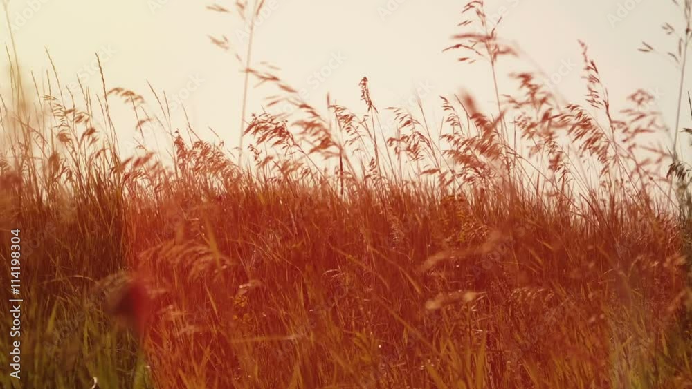 slow motion video - grass sways in the wind at sunset. Full HD stock footage.  
