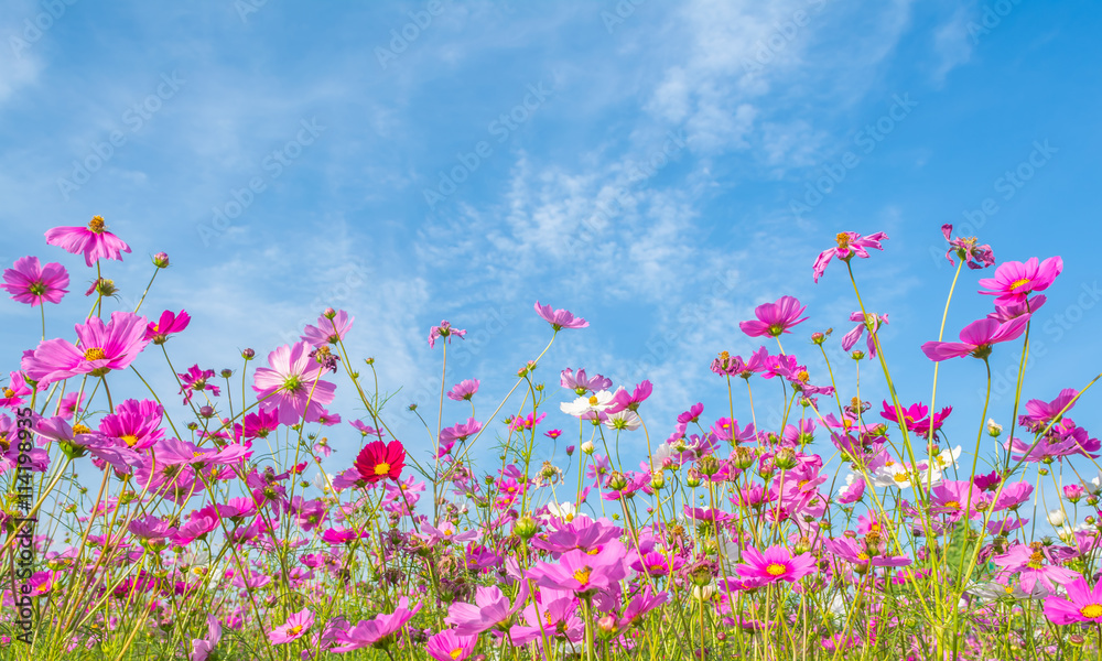 image of Group of Purple cosmos flower in the field.