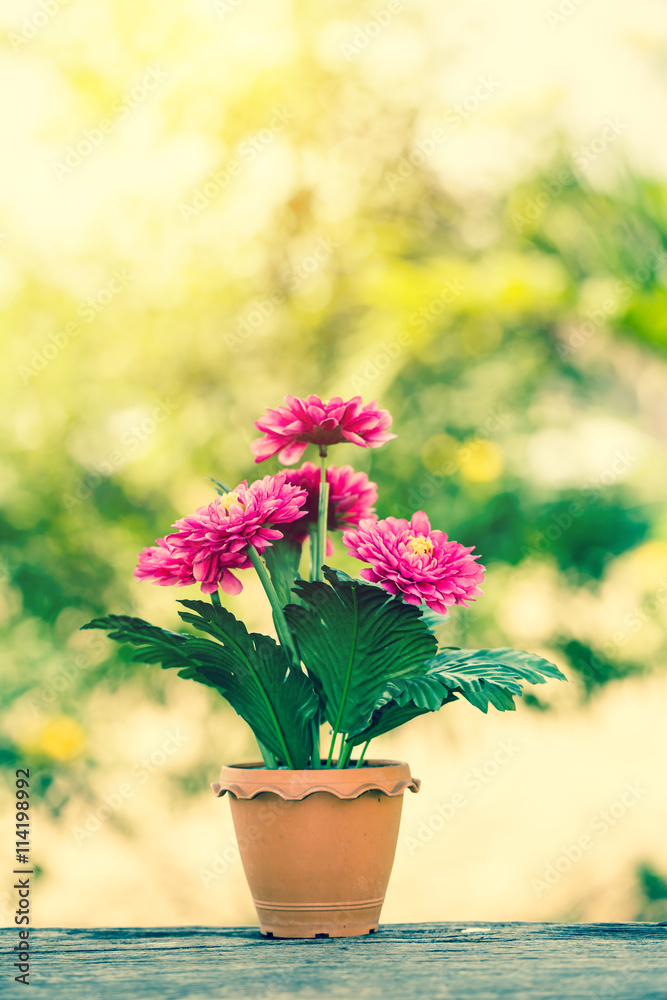 Gebera flower in pot. Retro filter