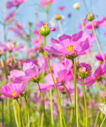 image of Group of Purple cosmos flower in the field.