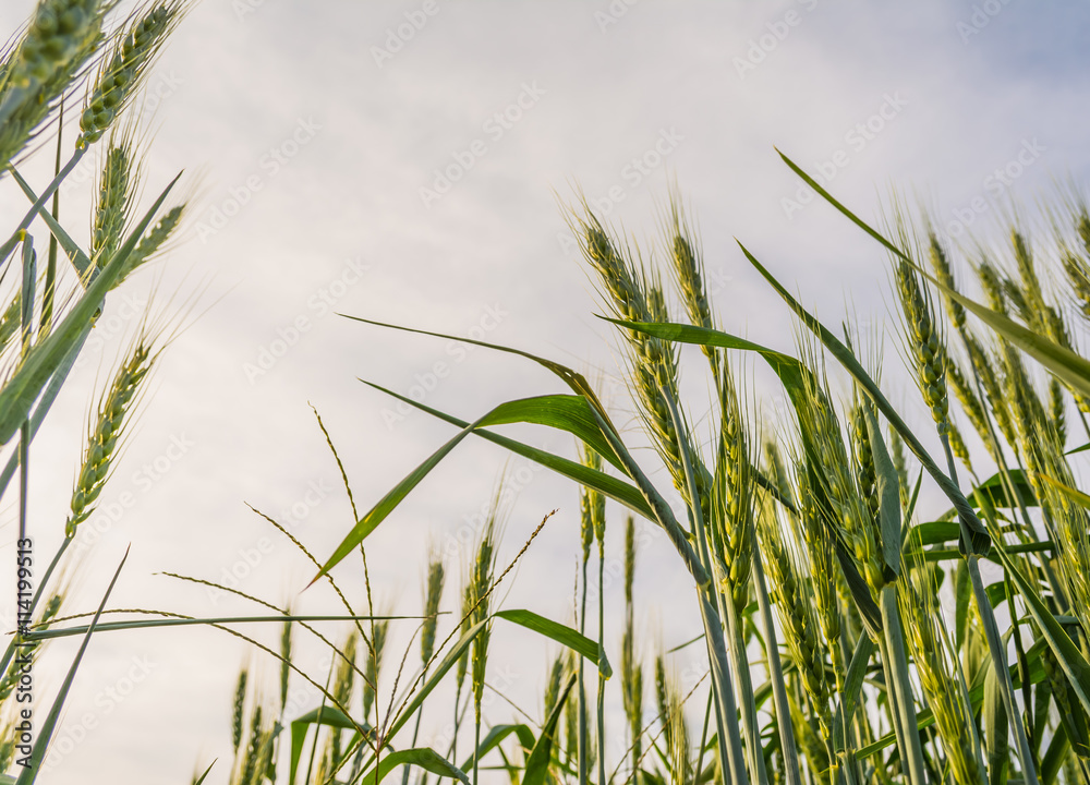 Fototapeta premium green barley field