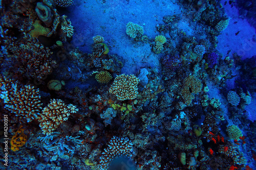 Fototapeta Naklejka Na Ścianę i Meble -  coral reef underwater photo