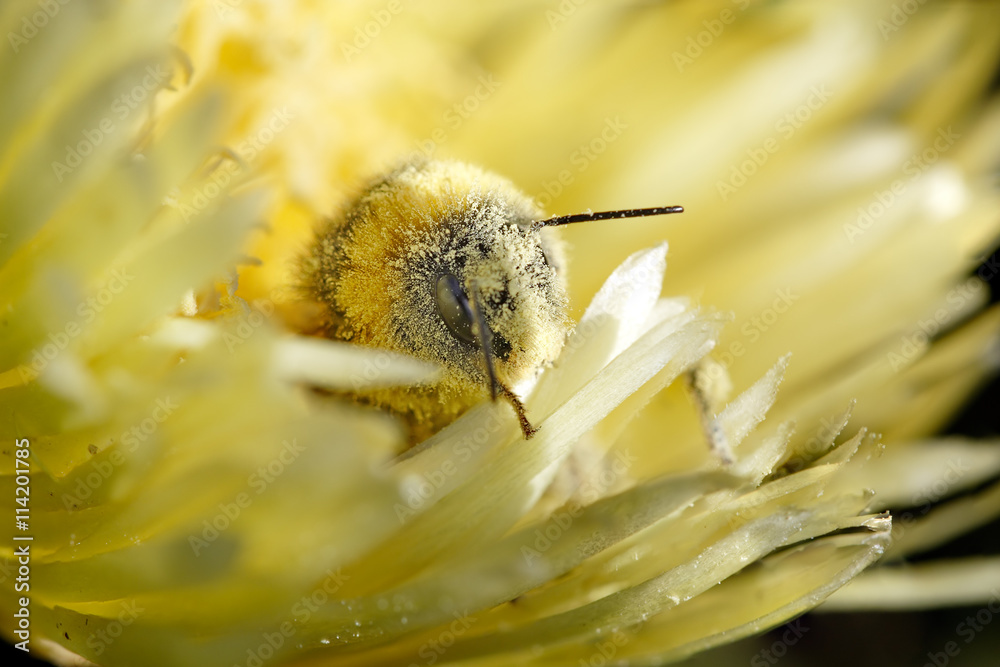 Bee covered in pollen - obrazy, fototapety, plakaty 