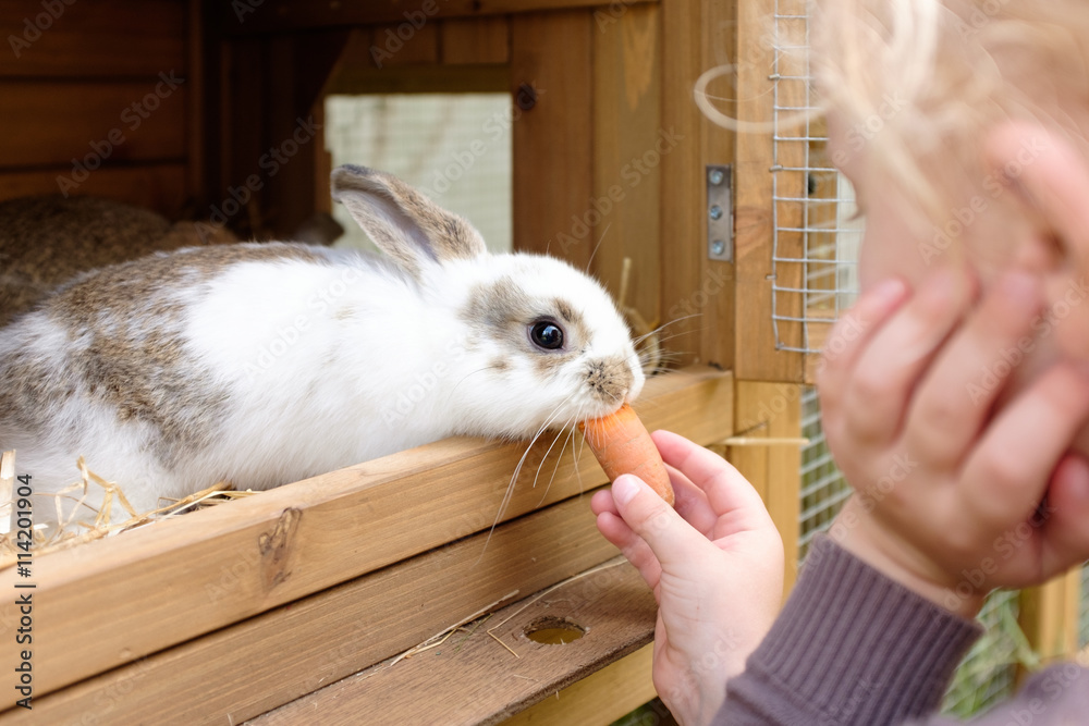 Obraz premium kleines Mädchen füttert hase