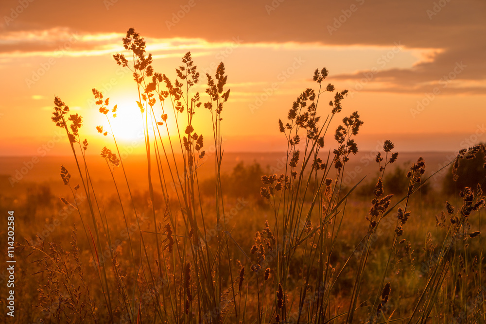 Obraz premium Закат в поле / Sunset in the field
