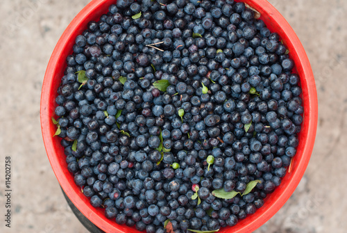 berries in a red bucket