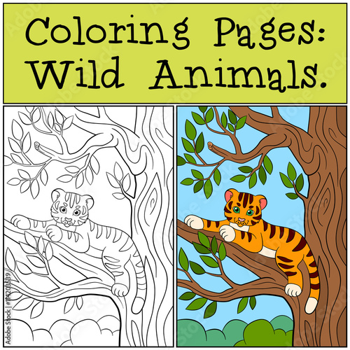 Fototapeta Naklejka Na Ścianę i Meble -  Coloring Pages: Wild Animals. Little cute baby tiger lays in the tree branch and smiles.