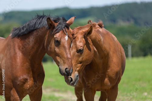 Zwei Pferde auf der Weide beim Sozialkontakt