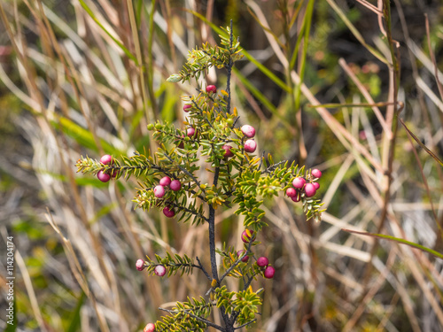 Pukiawe photo