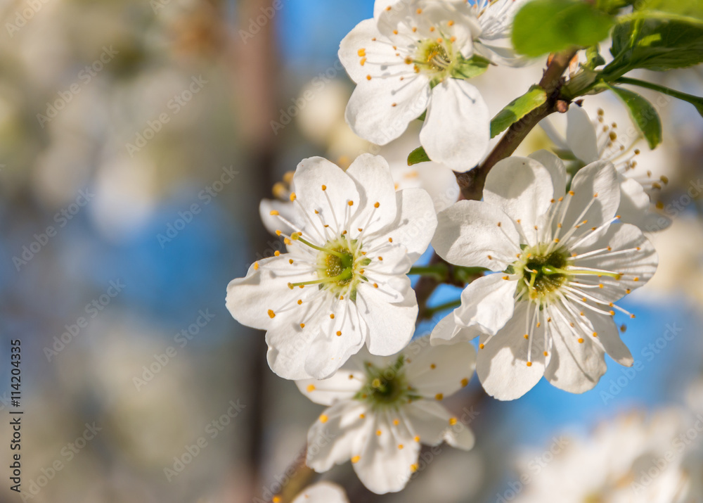 Цветущая весна / Blooming spring