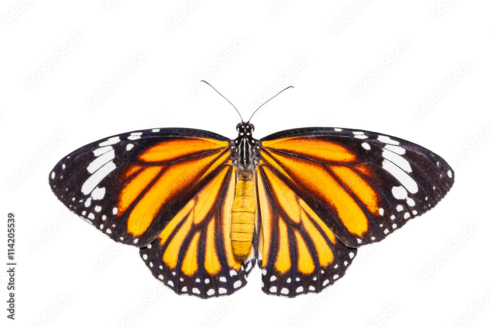 Naklejka premium Isolated top view of common tiger butterfly on white