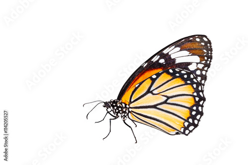 Isolated common tiger butterfly on white