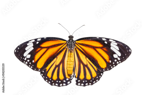 Isolated top view of common tiger butterfly on white