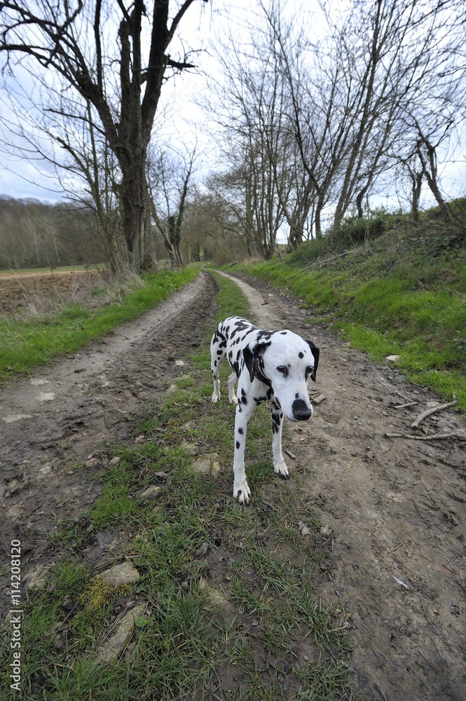 chien de race dalmatien promenade dans l'allée
