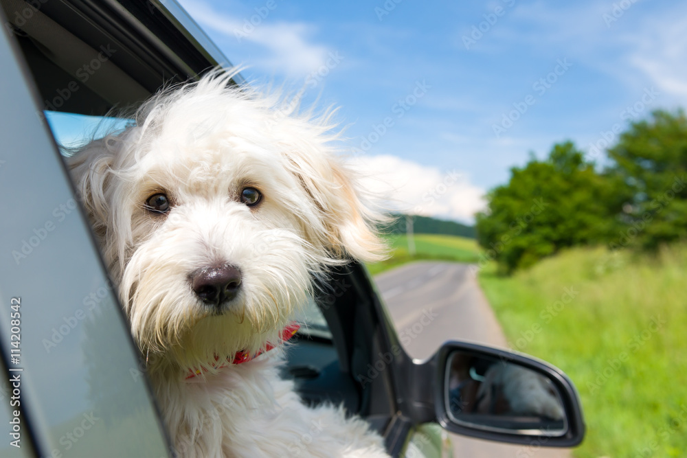 Bichon Frise Looking out of car window Bichon Frise Looking out of car window