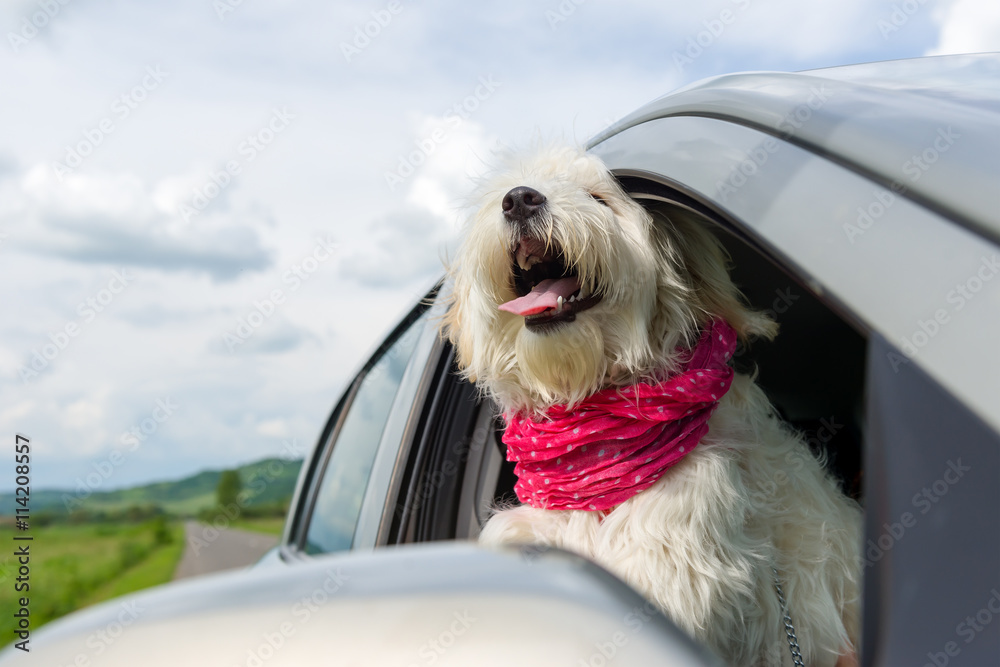 Bichon Frise Looking out of car window Bichon Frise Looking out of car window