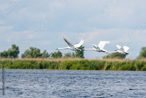 A flock of Tundra Swans fly over a lake