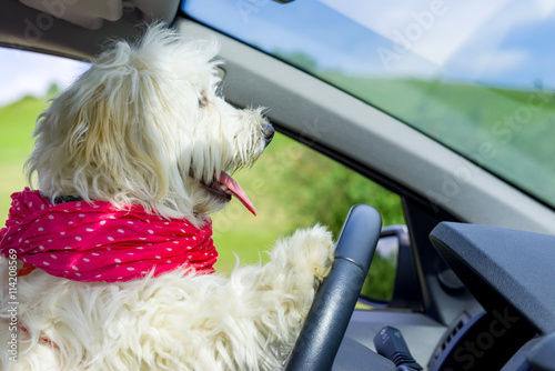 Fototapeta Naklejka Na Ścianę i Meble -  Dog driving a steering wheel in a car