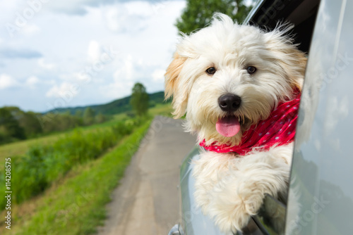 Dog enjoying a ride with the car