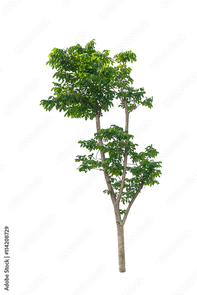 Fototapeta premium Trees isolated on white background