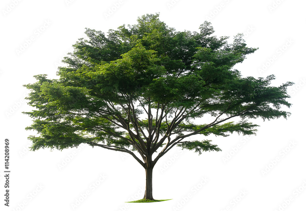 Fototapeta premium Trees isolated on white background
